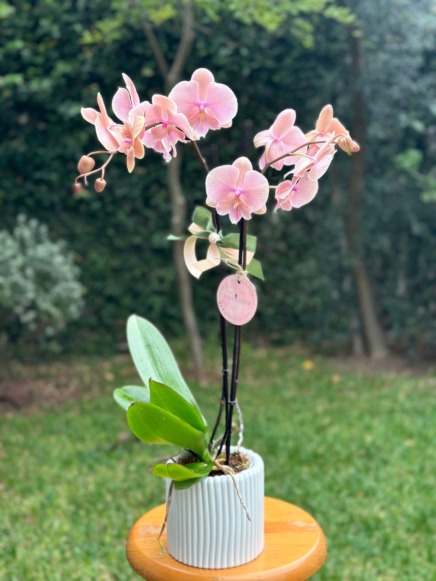 Orquídeas