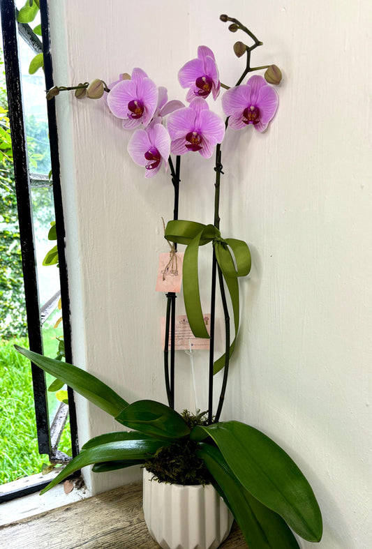 Orquídea 2 varas