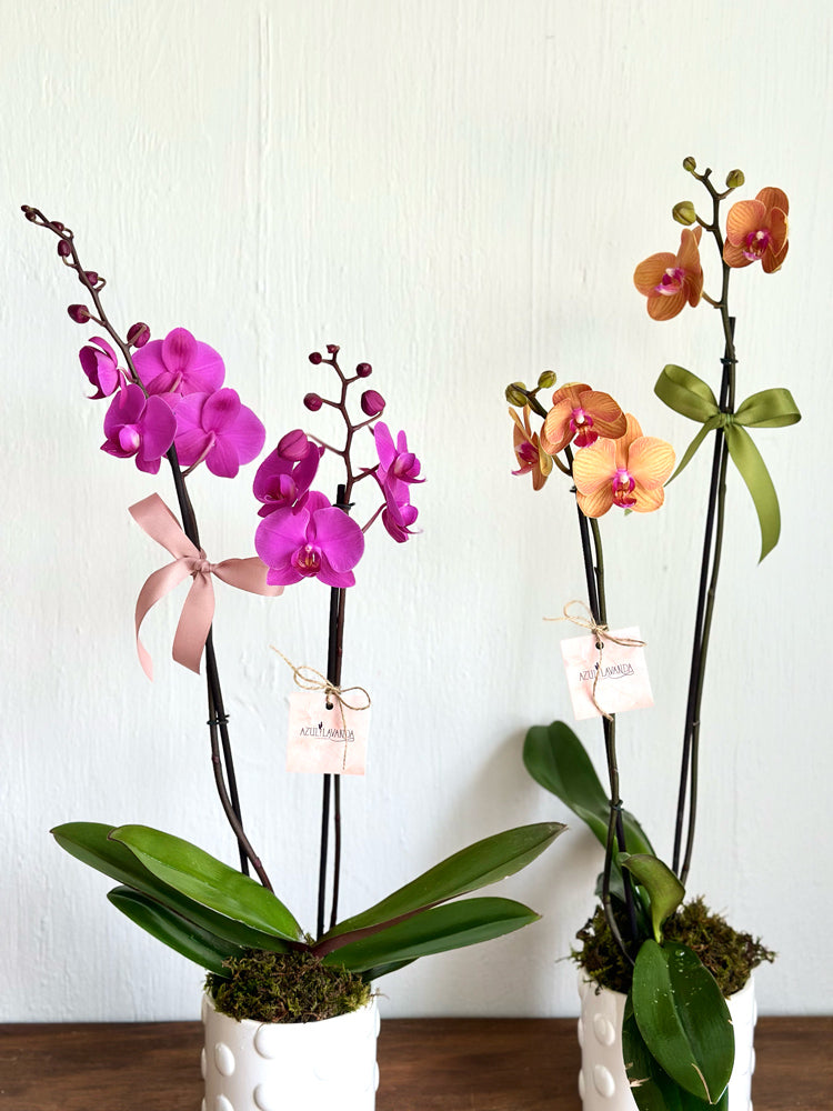 Orquídea 2 varas