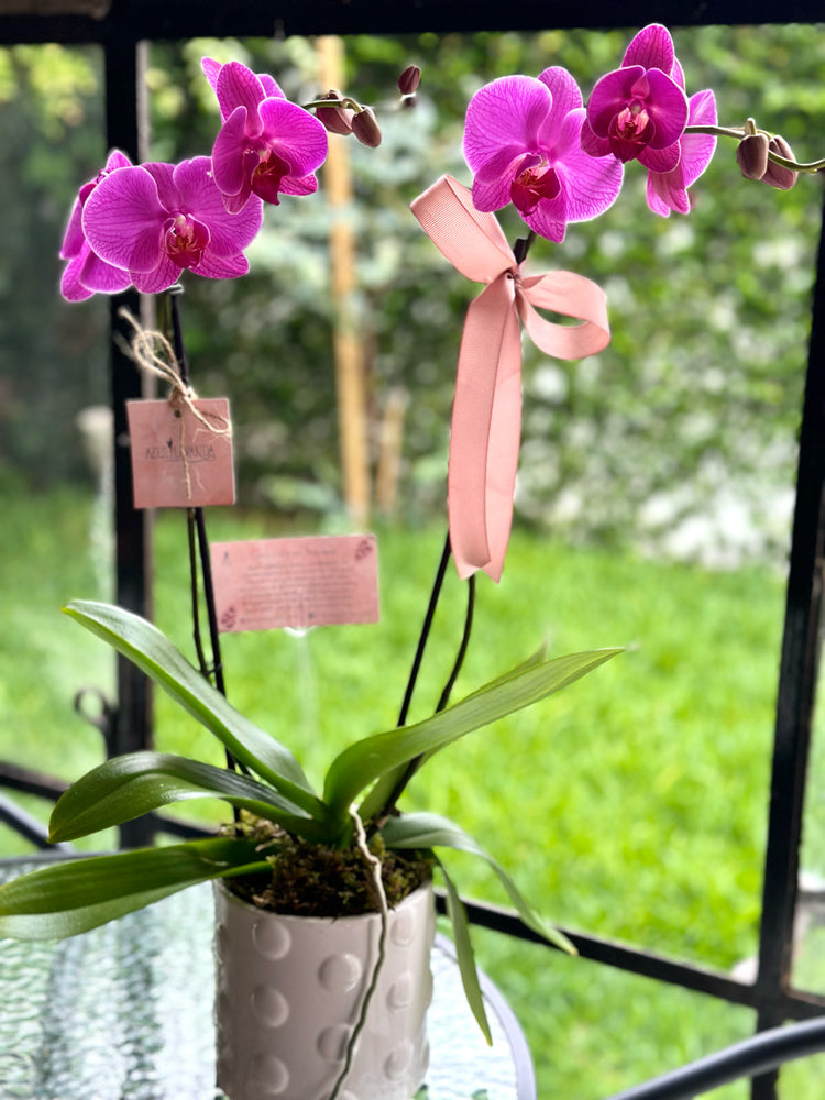 Orquídea 2 varas