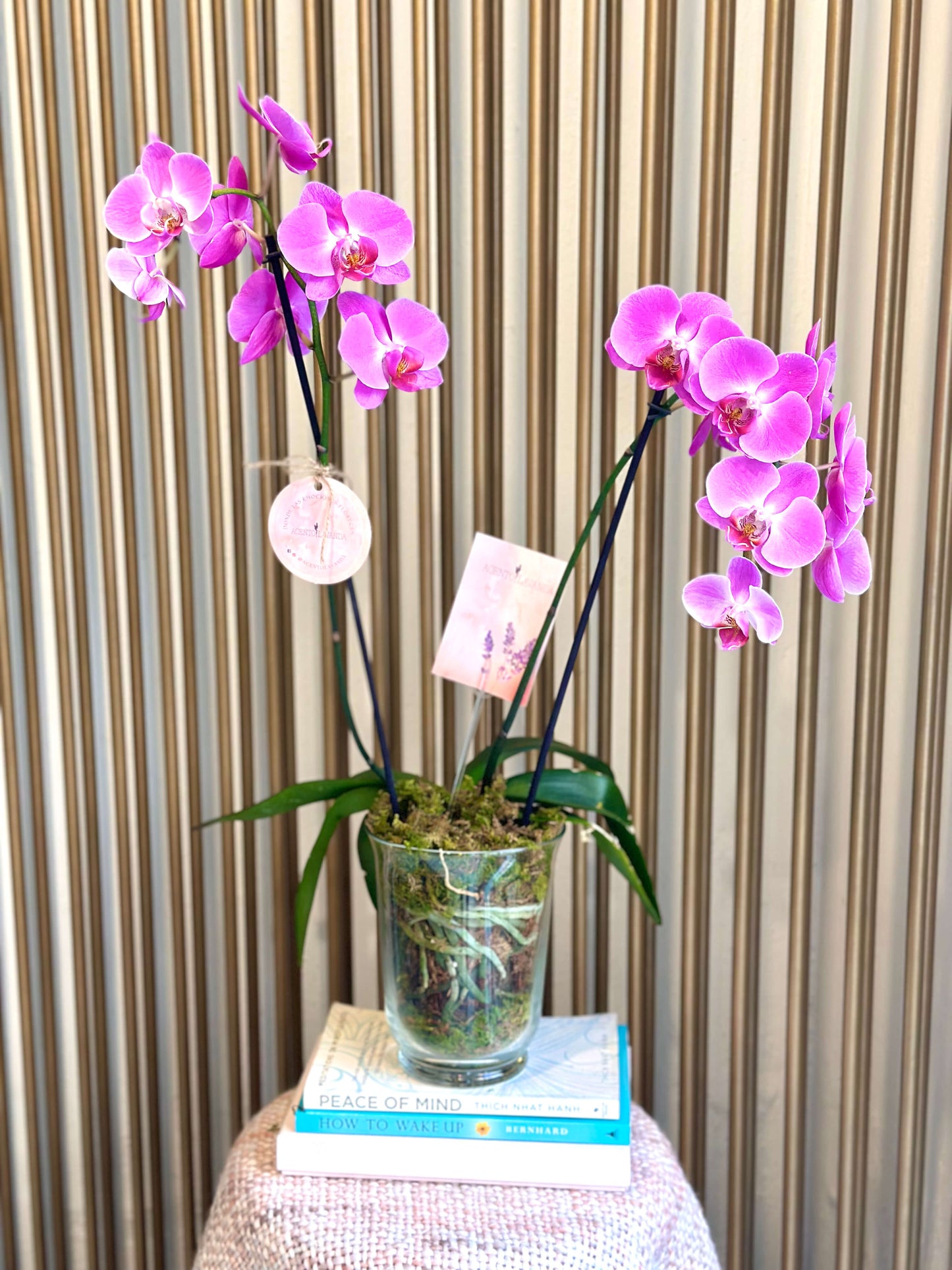 Orquídeas