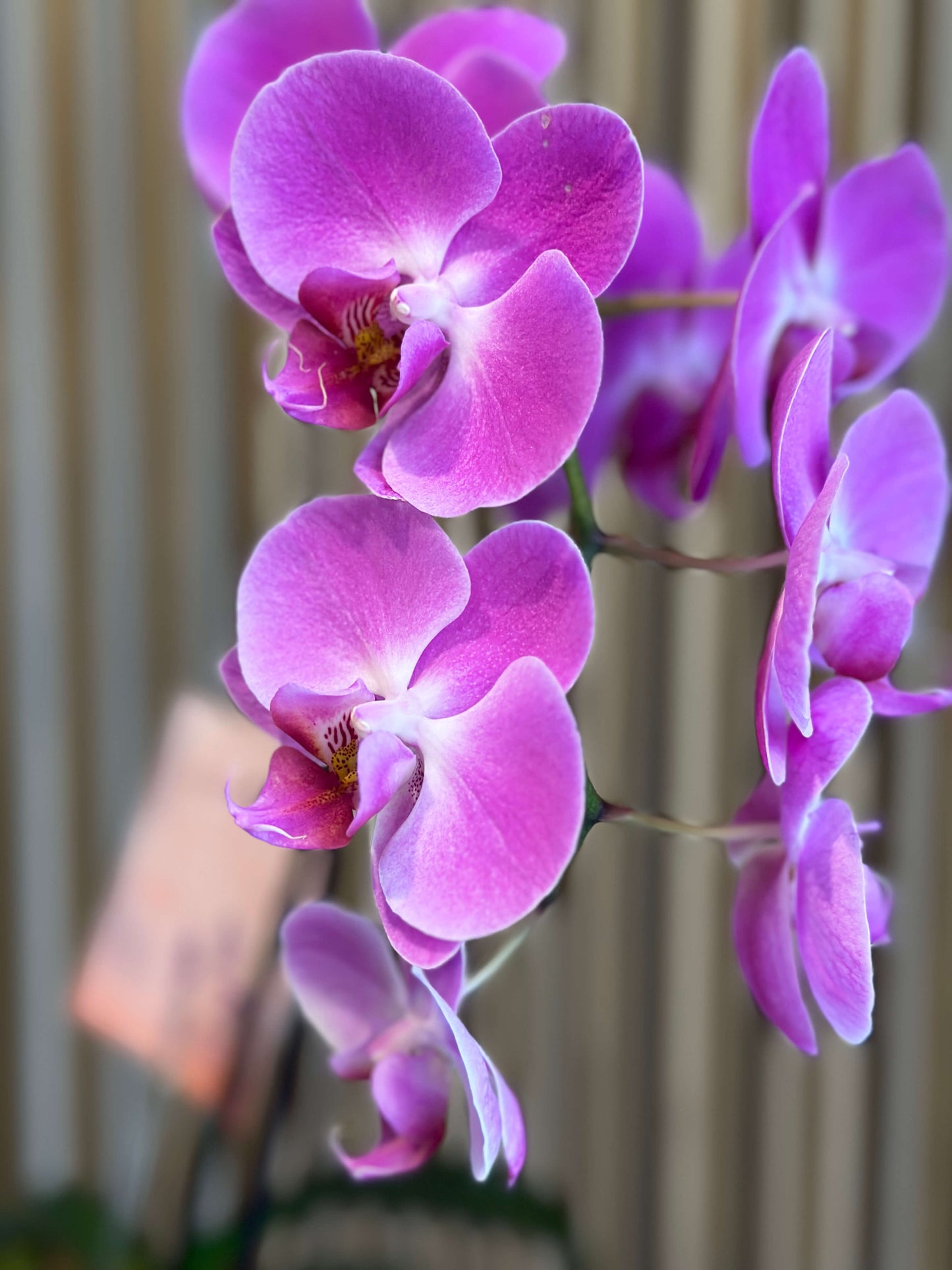 Orquídeas