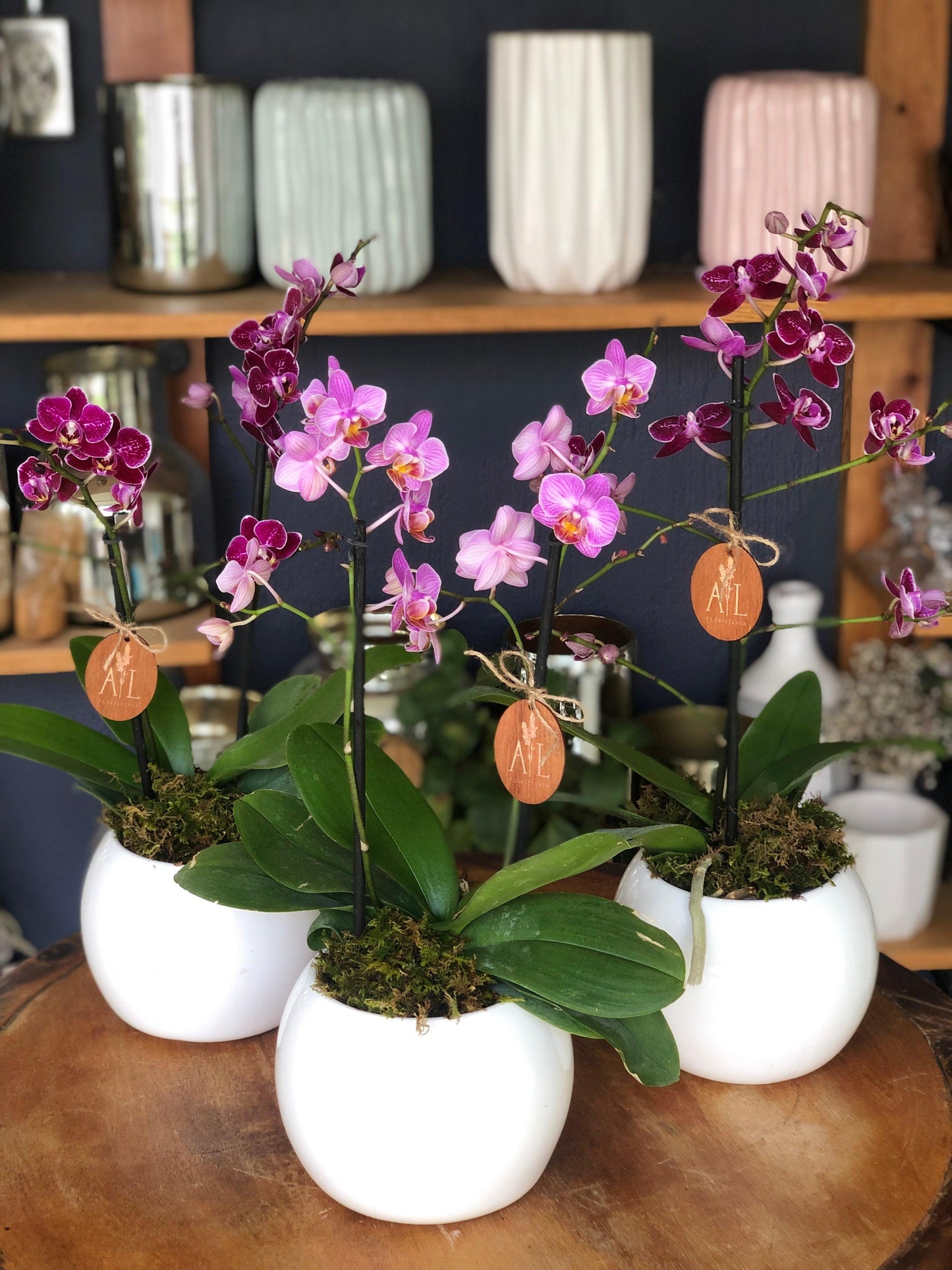 Orquídea 2 varas