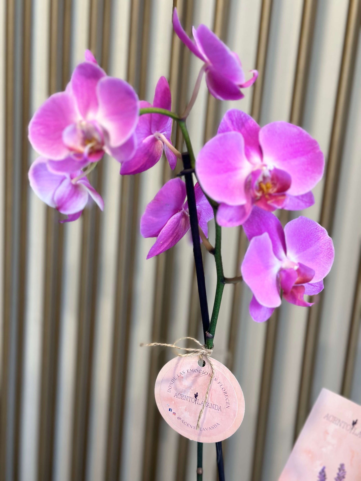Orquídeas