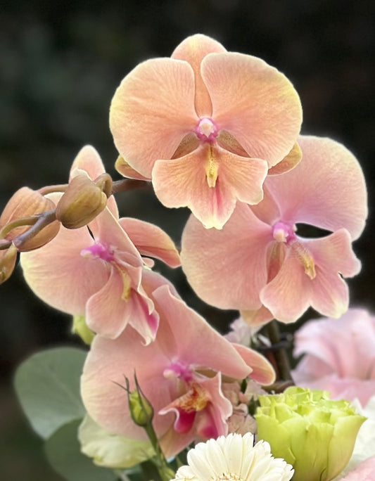 Cerámica Sweet Pink