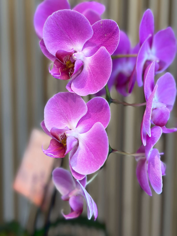 Orquídeas y especiales