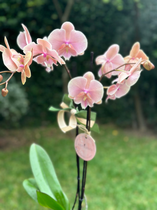 Orquídeas