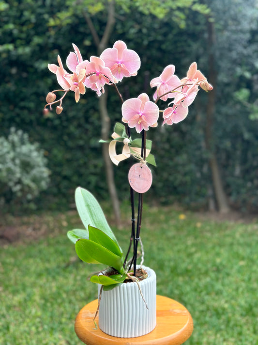 Orquídeas