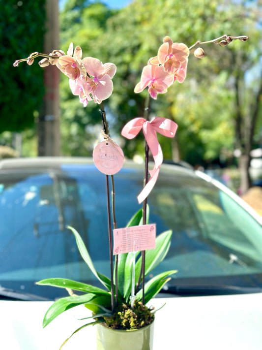 Orquidea sweet pink